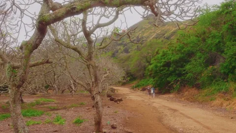 Walking the Loop Trail at Koko Crater Botanical Garden in Honolulu, Oahu, Hawaii Stock Footage 325751019