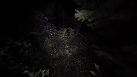 Walking lost through the woods at night. Stock Footage 82586895