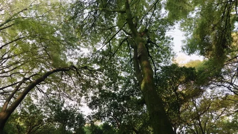 Walking low angle shot of trees at a park Stock Footage 341901493