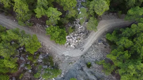 Walking in the lush forest Stock Footage 195035859