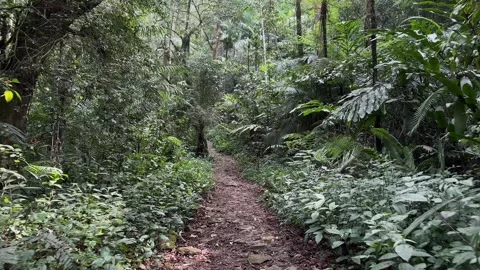 Walking on Lush Forest Trail, Dense Tropical Jungle, Tracking Shot Video stock 324788441