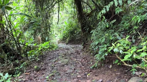 Walking Lush Green Jungle Path, Dense Tropical Forest, POV Shot 스톡 동영상 325645730
