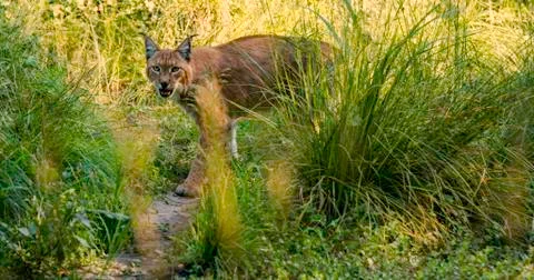 Walking lynx Foto stock