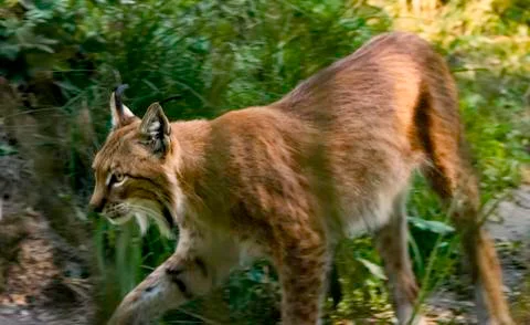 Walking lynx Foto stock