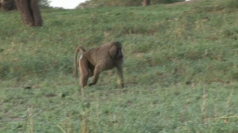 Walking male baboon Stock Footage 634560