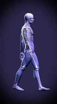 Walking man - anatomy skeleton study concept Stock Photos