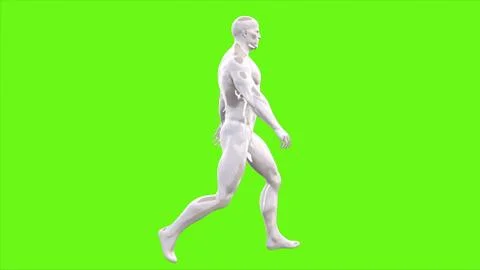 Walking man on green screen 3D rendering Stock Illustration
