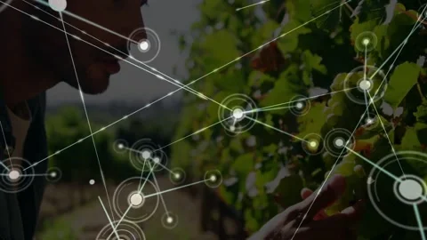 Walking man leaning into rows after node appearing, checking ripeness, hat, 動画素材 331757441
