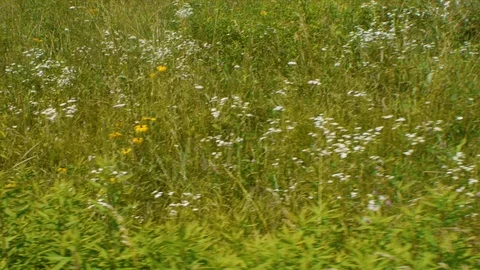 Walking by a meadow Stock Footage 99118458