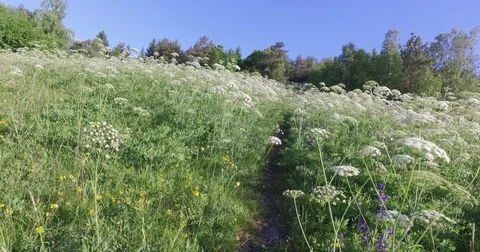 Walking on a meadow pathway between yarrow. Stock Footage 75719998