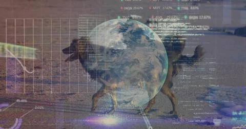Walking medium-sized dog pacing wet sand near shallow waterline, showing globe, 写真素材