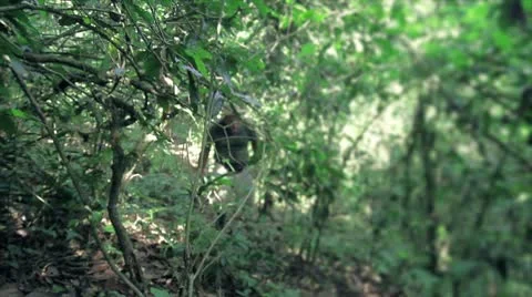Walking in the Mexican Jungle Stock Footage 8979627