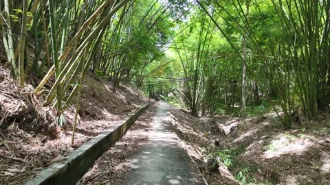 Walking in the middle of bamboo forest 스톡 동영상 268709765