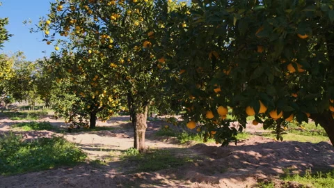 Walking in the middle of an orange grove seen up close Stock Footage 146307334