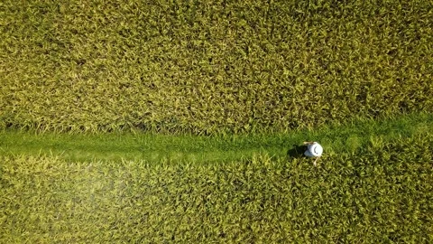 Walking in the middle of rice field Stock Footage 274947702