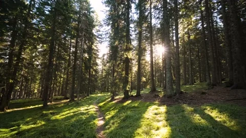 Walking in the Middle of the Spruce Forest With Conifer and Pine Trees. Stock Footage 210776573