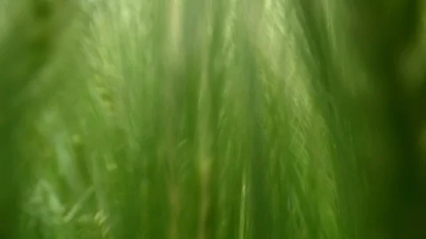 Walking  in the middle of a wheat field point of view Stock Footage 108635866