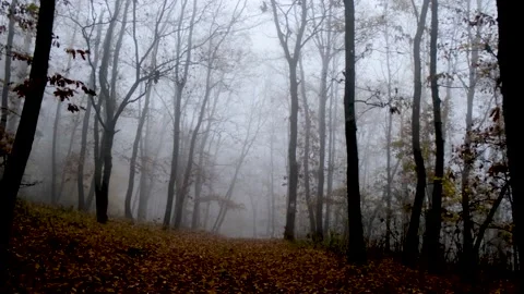 Walking in the misty dark forest Stock Footage 143290004