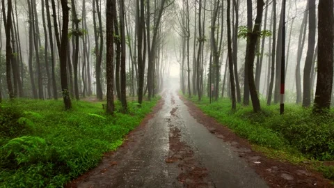 Walking in the misty rain pine forest long path road nature woods Видео 265866254