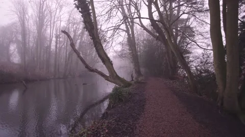 Walking in misty woods 2 Stock Footage 139961129