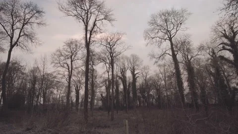 Walking in misty woods 3 Stock Footage 139962385