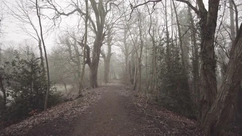 Walking in misty woods 4 Stock Footage 139965792