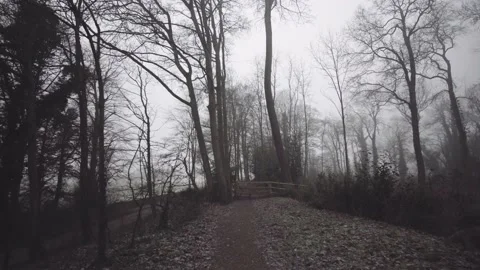Walking in misty woods 5 Stock Footage 139965911