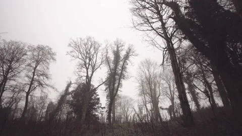 Walking in misty woods Stock Footage 139961118