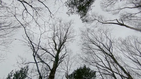 Walking in a moody scenic spring forest, looking up on dark tree tops Stock Footage 128179523
