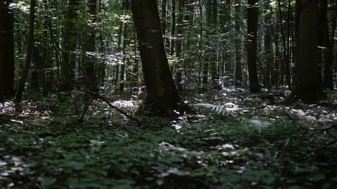 Walking in the morning in the forest Stock Footage 114712741