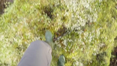 Walking on moss field in fog Stock Footage 82321817