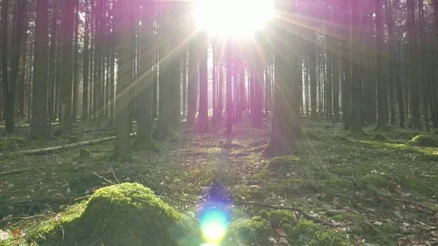 Walking in the mossy forest early spring Video stock 110628312