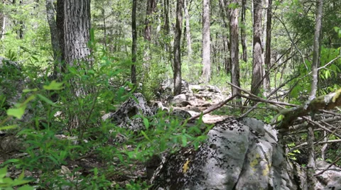 Walking mountain bikes thru the woods 動画素材 35877551
