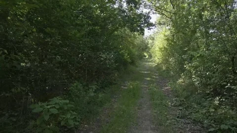 Walking move forward green avenue forest footpath Stock Footage 300798430