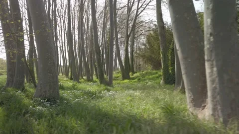 Walking movement through the sunny forest with white flowers Video stock 159989127