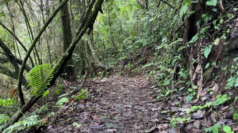 Walking a Muddy Jungle Path, Dense Rainforest, Vertical POV Shot Stock Footage 325646642