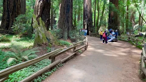 Walking in Muir Woods Stock Footage 202294672