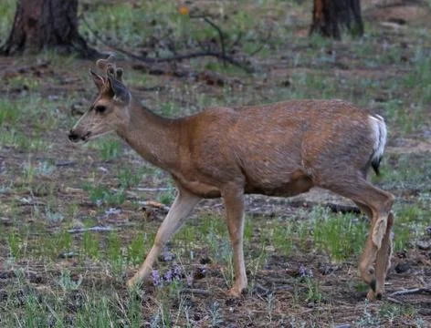 Walking Mule Deer Stock Photos