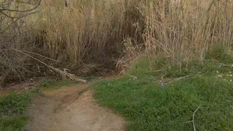 Walking a mysterious lonely path Stock Footage 125908249