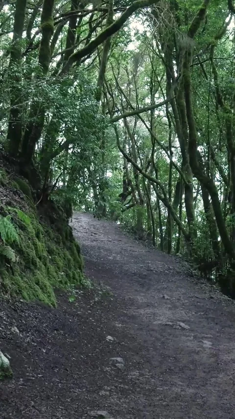 Walking on a mysterious path in a green enchanted forest Stock Footage 329865439