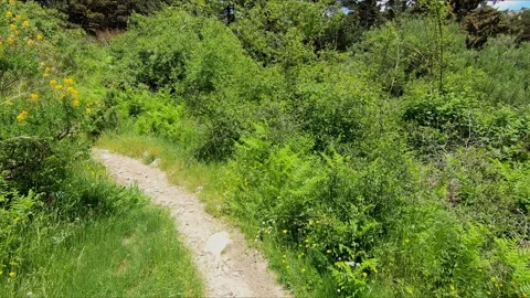 Walking narrow path between bushes Stock Footage 271066562