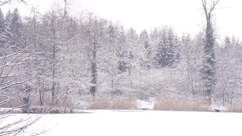 Walking on a narrow path in a forest 库存影片 102394781