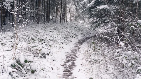Walking on a narrow path in a forest 库存影片 102396381