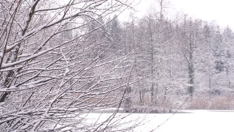 Walking on a narrow path in a forest 库存影片 103333623
