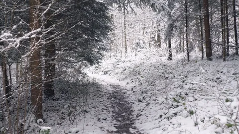 Walking on a narrow path in a forest 库存影片 103334073