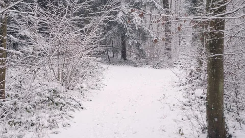 Walking on a narrow path in a forest 库存影片 103334209