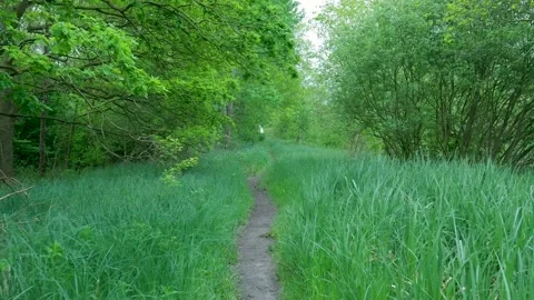 Walking on a narrow path in a lush green forest 스톡 동영상 336845238