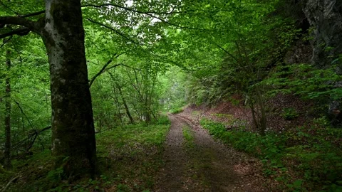 Walking on a narrow picturesque path in the spring green forest Stock Footage 137746135