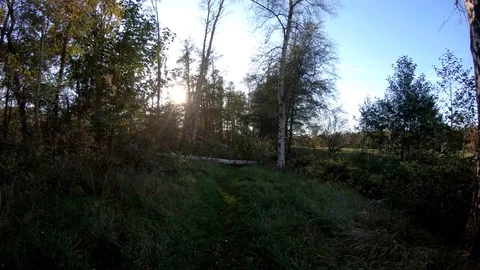 Walking on a narrow wild nature path with fallen tree trunks and meadows Stock Footage 98993718