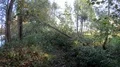 Walking on a narrow wild nature path with fallen tree trunks and meadows 4k or 4k+ Resolution